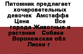 Питомник предлагает 2-хочаровательных девочек  Амстаффа › Цена ­ 25 000 - Все города Животные и растения » Собаки   . Воронежская обл.,Лиски г.